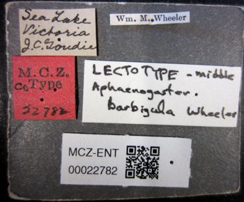 Media type: image;   Entomology 22782 Aspect: labels
